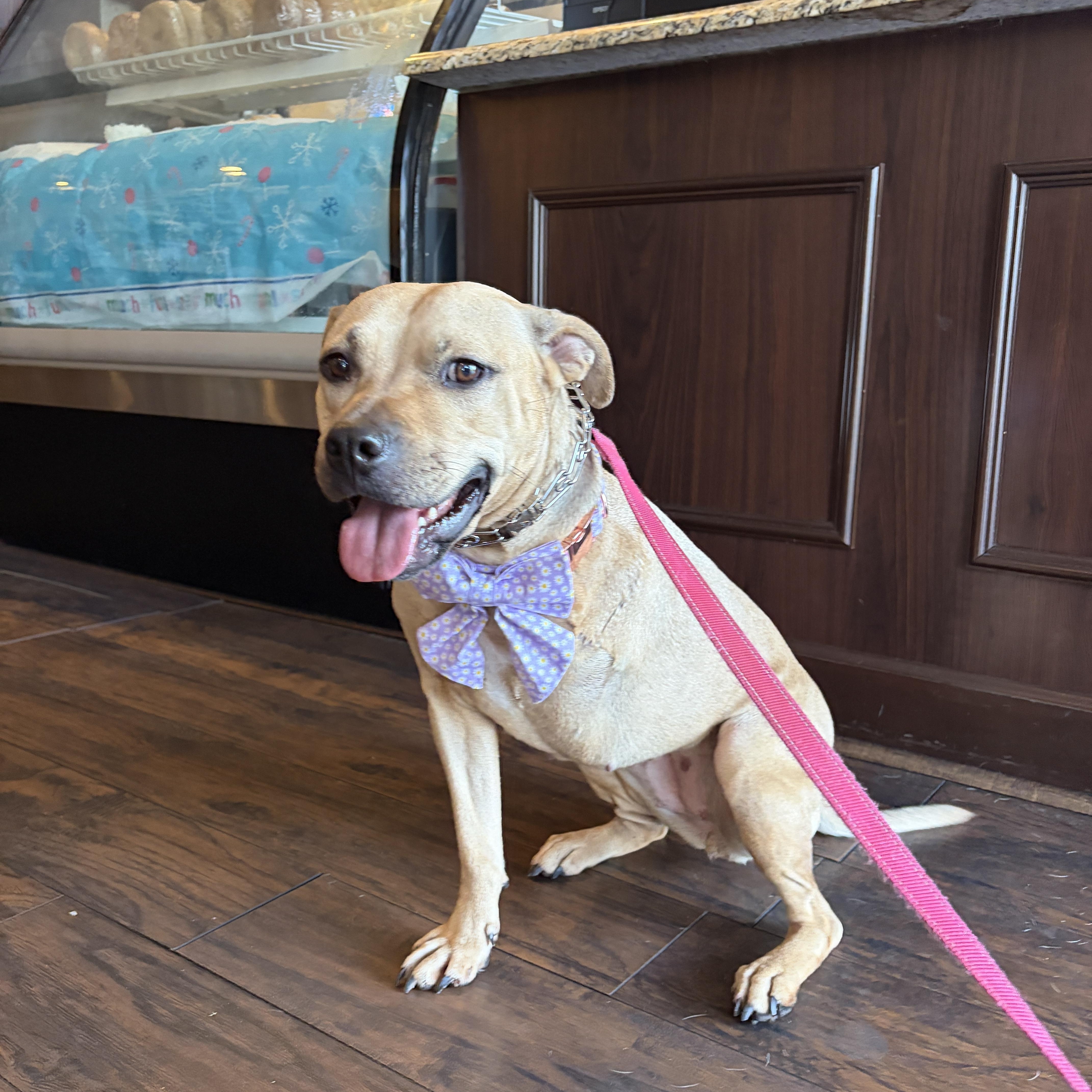 Cassie, adoptable, Young Female Mixed Breed & Pit Bull Terrier.
