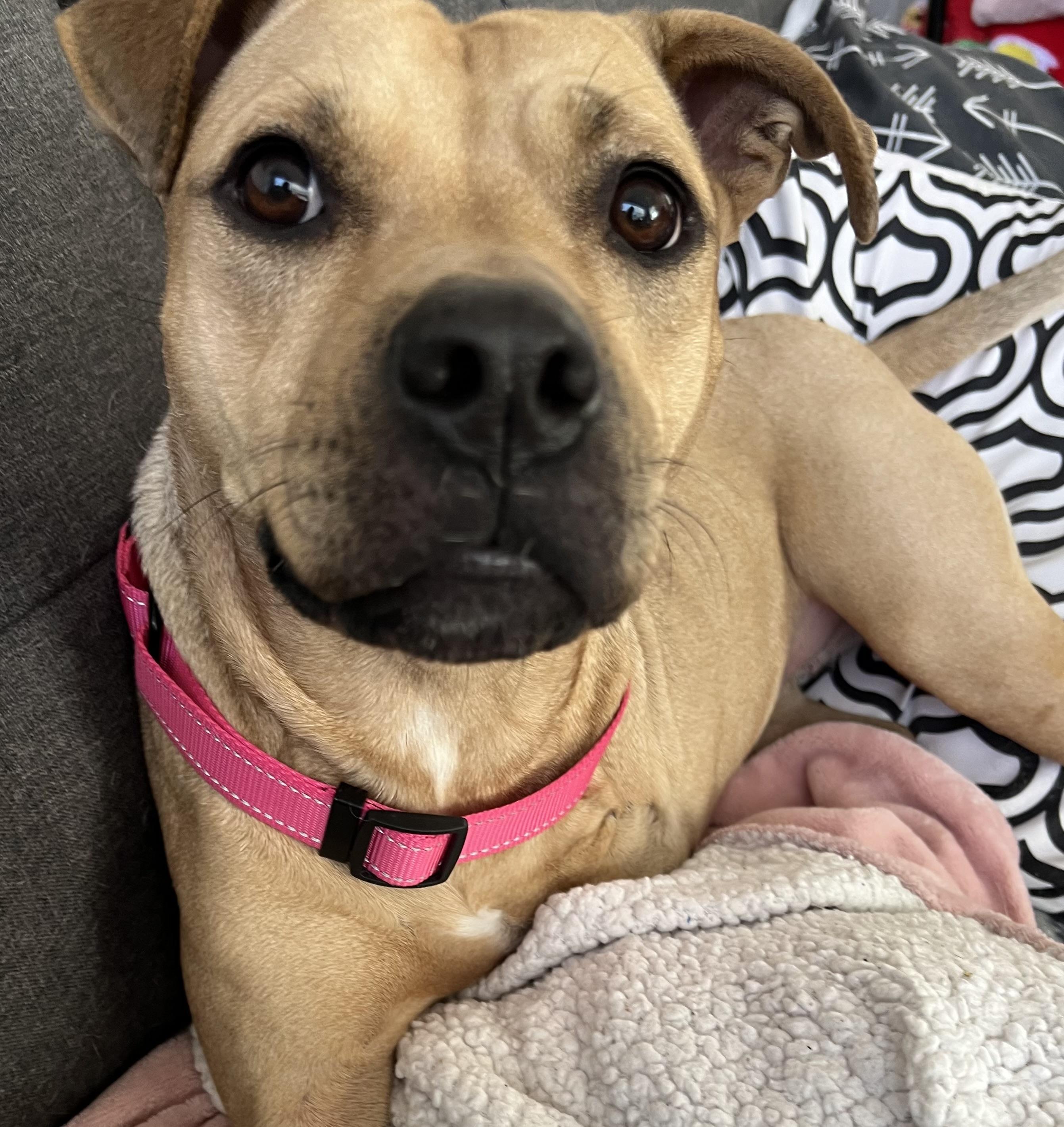 Enlarge Charlee, an adoptable mixed breed in Maitland, FL image 2/6