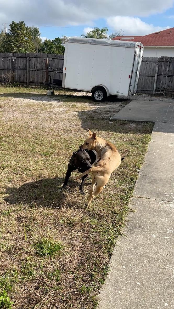 Enlarge Cassie, an adoptable mixed breed in Maitland, FL image 3/6