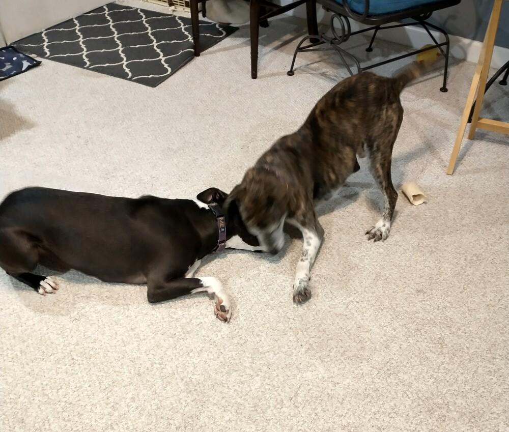 Legend, Adoptable, Senior Male Hound.