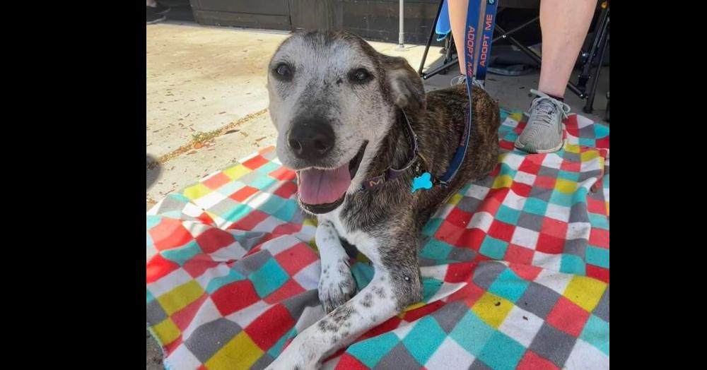 Enlarge Legend, a Adoptable mixed breed in Youngsville, NC image 2/6