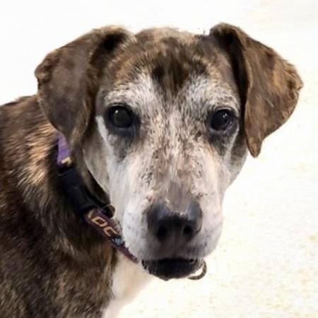 Enlarge Legend, a Adoptable mixed breed in Youngsville, NC image 3/6