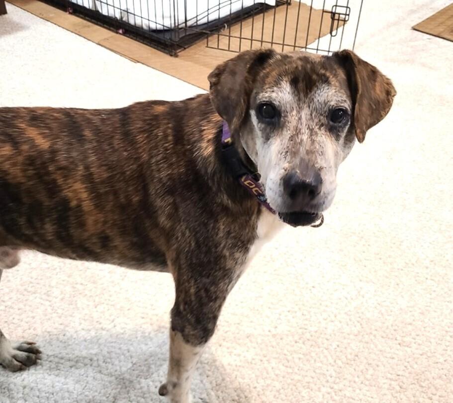 Enlarge Legend, a Adoptable mixed breed in Youngsville, NC image 5/6