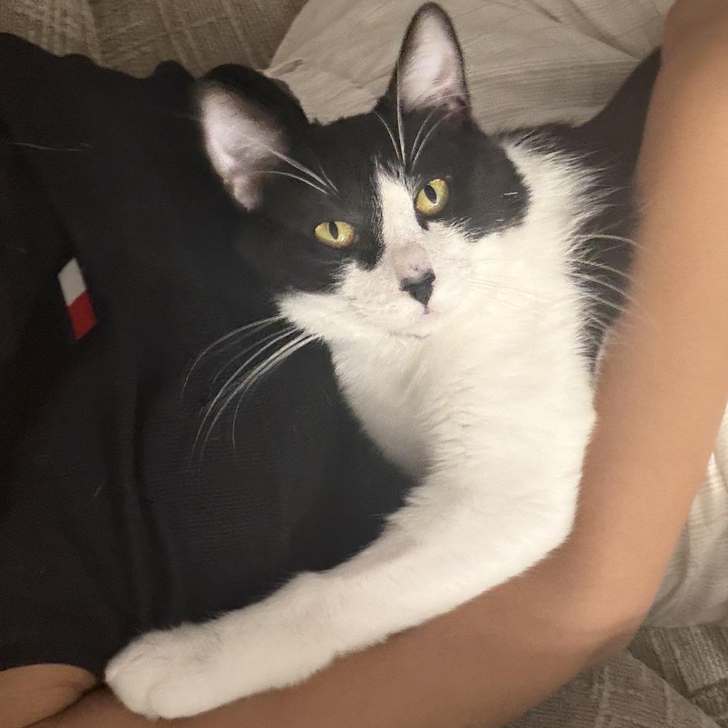 Enlarge Pluto C69221, a Adoptable Domestic Short Hair in Minnetonka, MN image 1/5