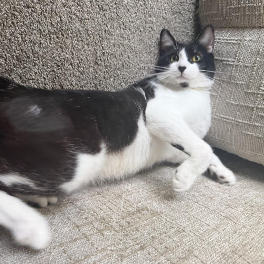 Enlarge Pluto C69221, a Adoptable Domestic Short Hair in Minnetonka, MN image 2/5