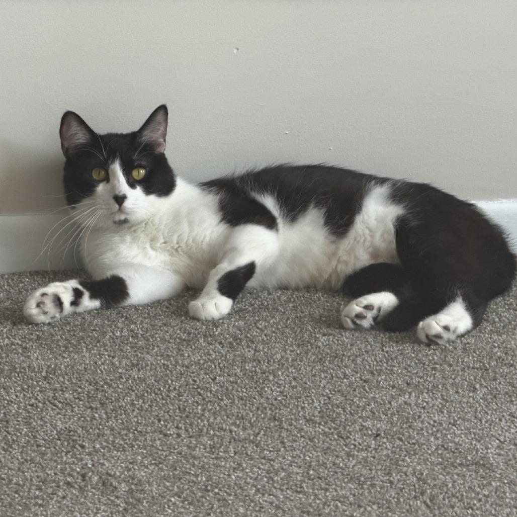 Enlarge Pluto C69221, a Adoptable Domestic Short Hair in Minnetonka, MN image 3/5