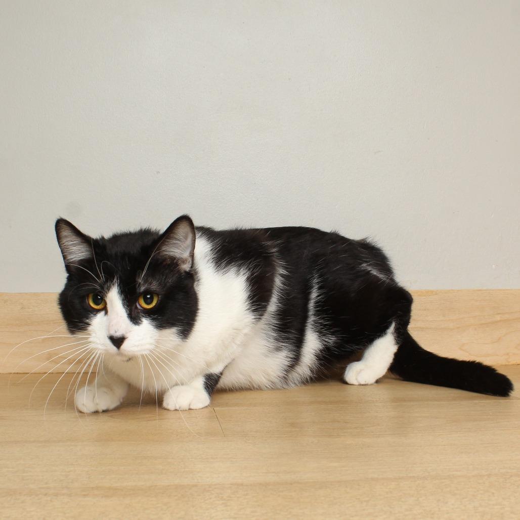 Enlarge Pluto C69221, a Adoptable Domestic Short Hair in Minnetonka, MN image 4/5