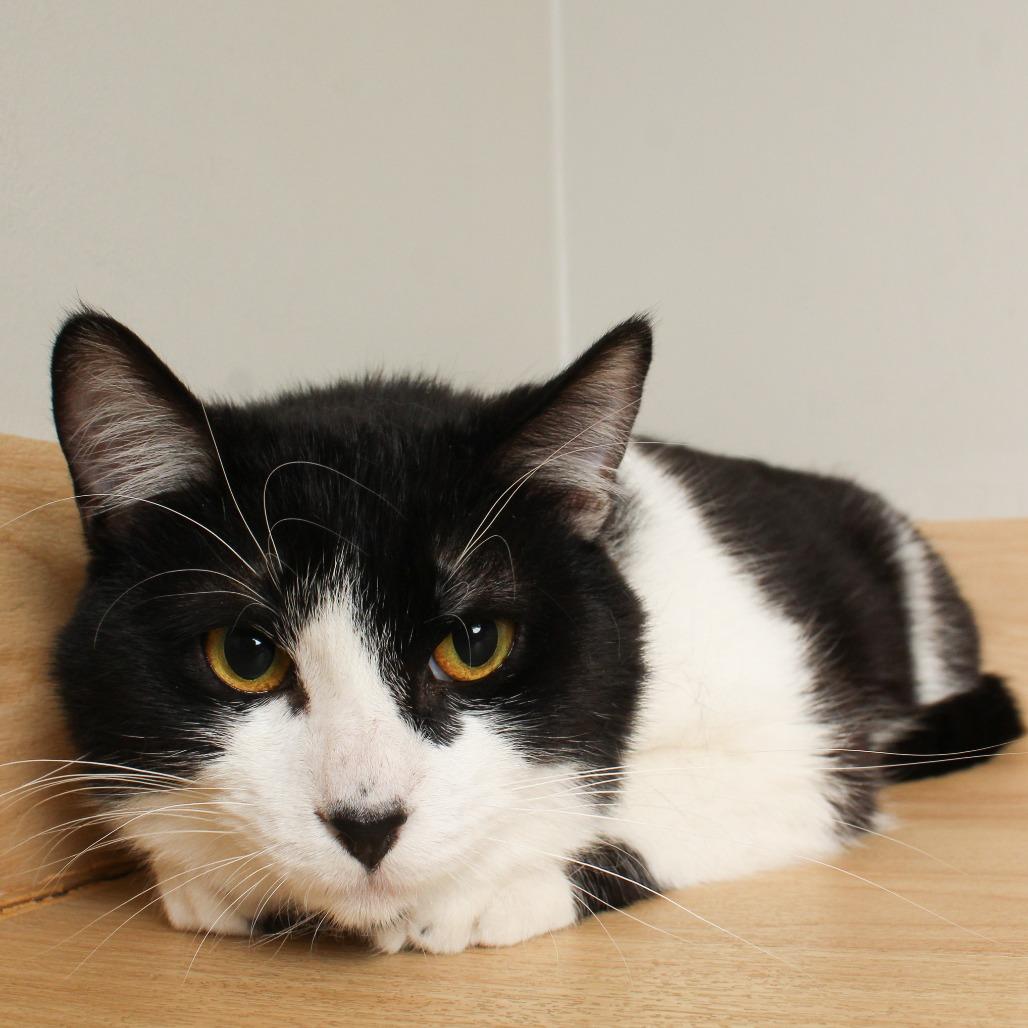 Enlarge Pluto C69221, a Adoptable Domestic Short Hair in Minnetonka, MN image 5/5