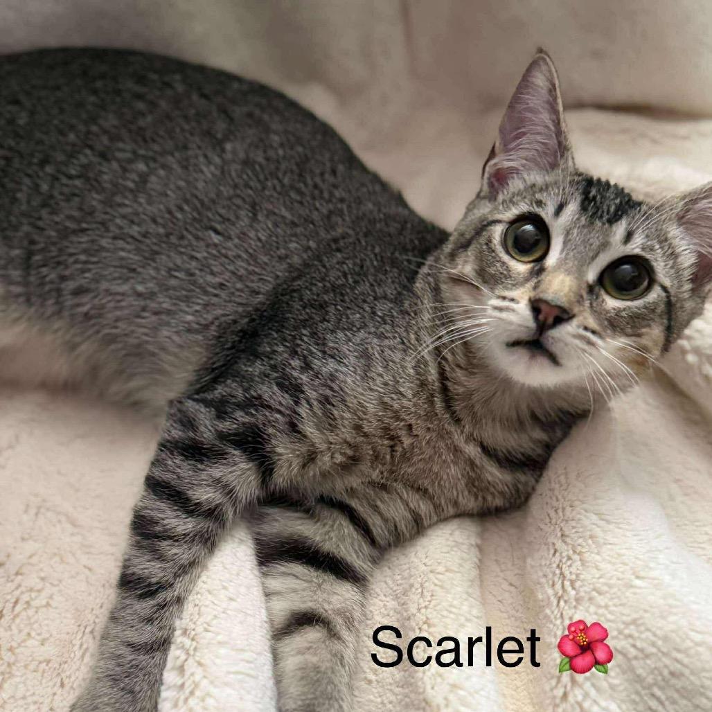 Enlarge Scarlett, a Adoptable Domestic Short Hair in Ferndale, WA image 2/4