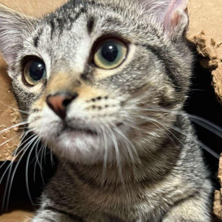 Enlarge Scarlett, a Adoptable Domestic Short Hair in Ferndale, WA image 3/4