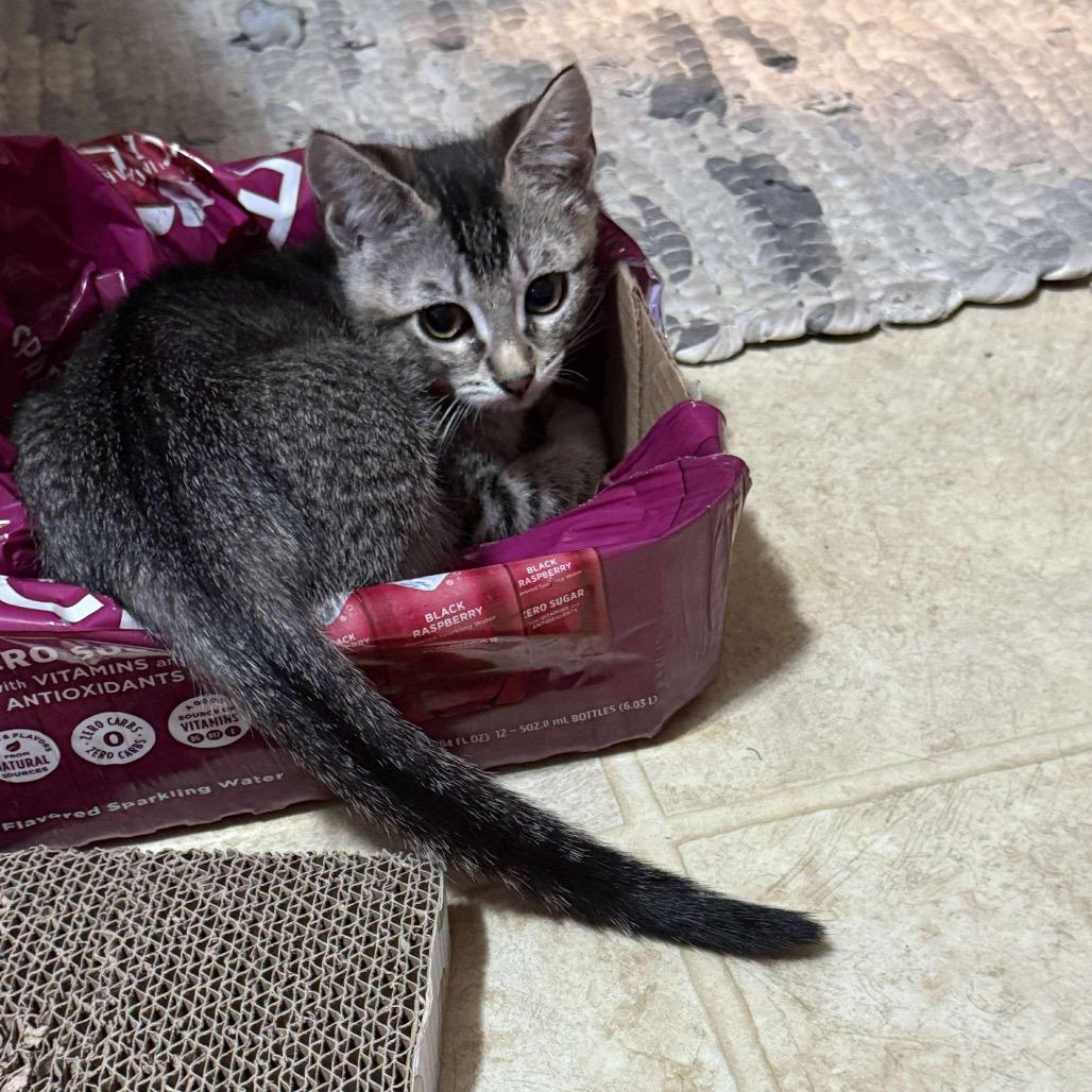 Enlarge Scarlett, a Adoptable Domestic Short Hair in Ferndale, WA image 4/4