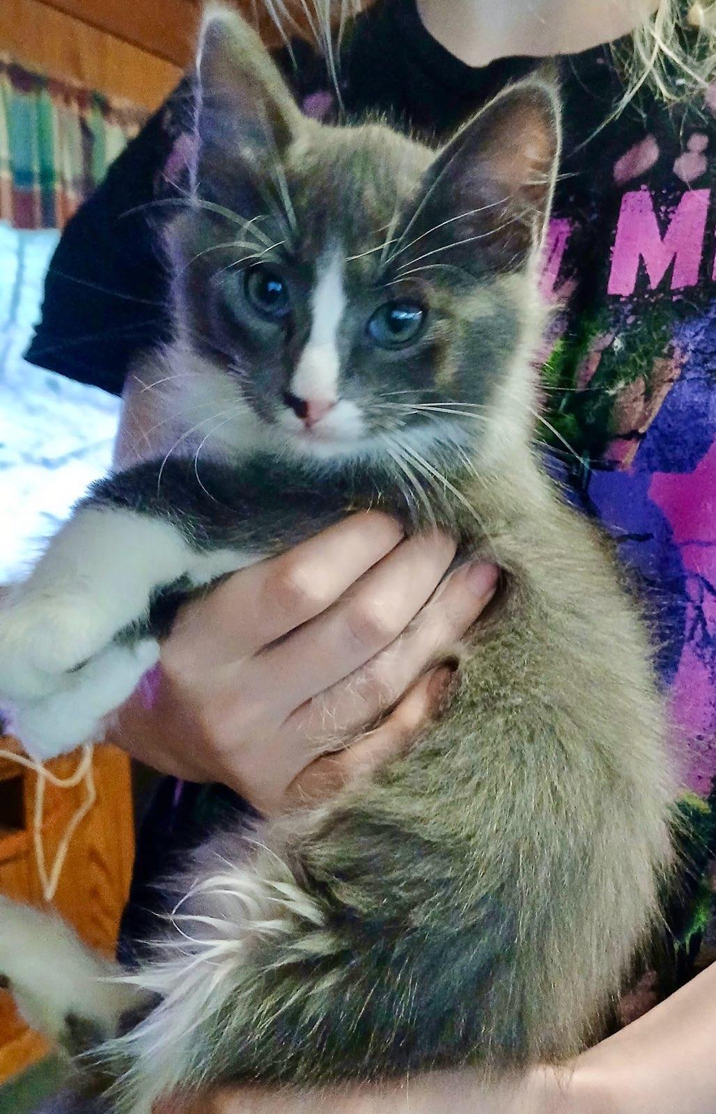 Enlarge Jess, a Adoptable American Shorthair in Lake Arrowhead, CA image 1/1