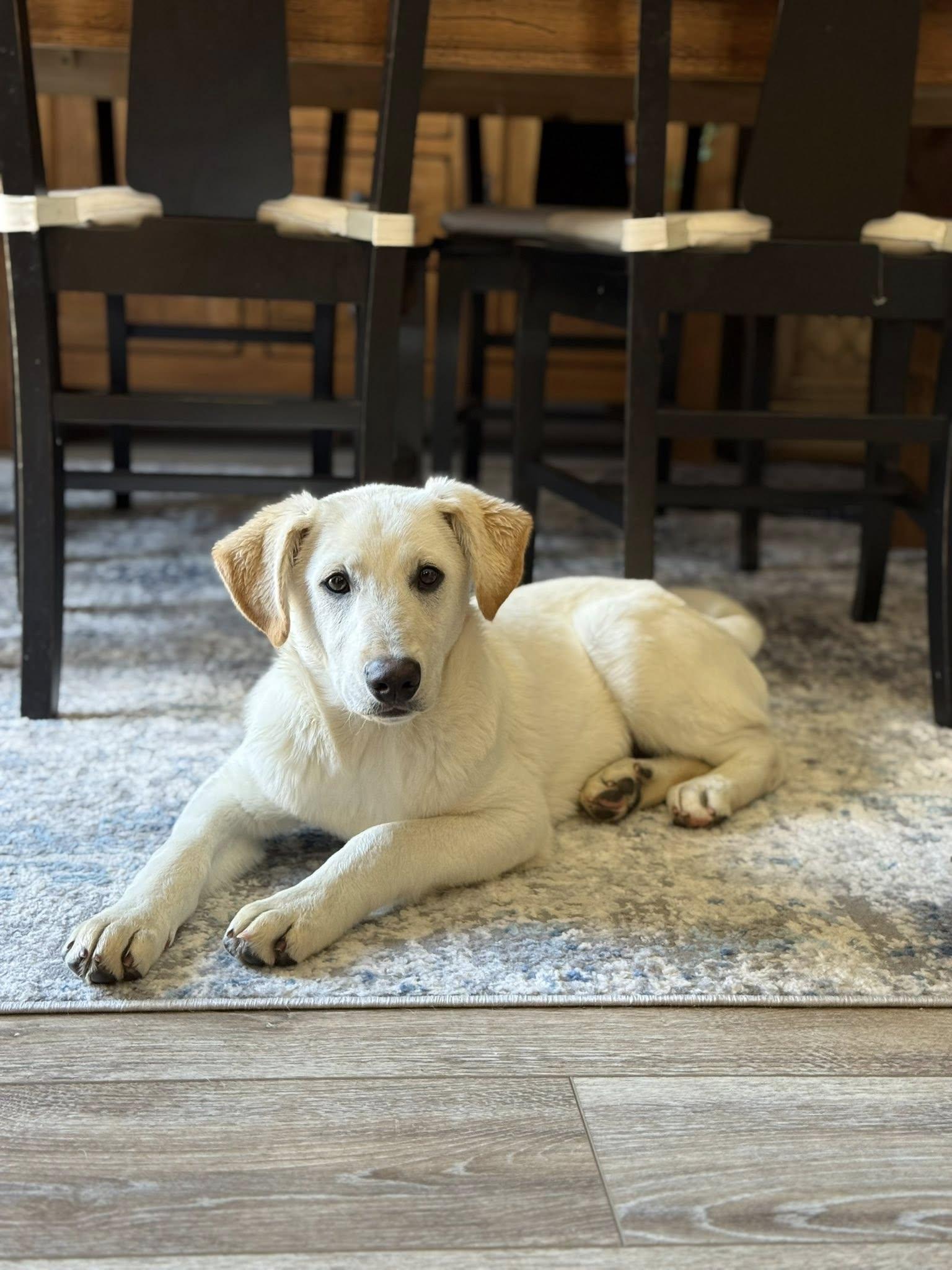Koda, adopted, Puppy Male Labrador Retriever & Great Pyrenees.