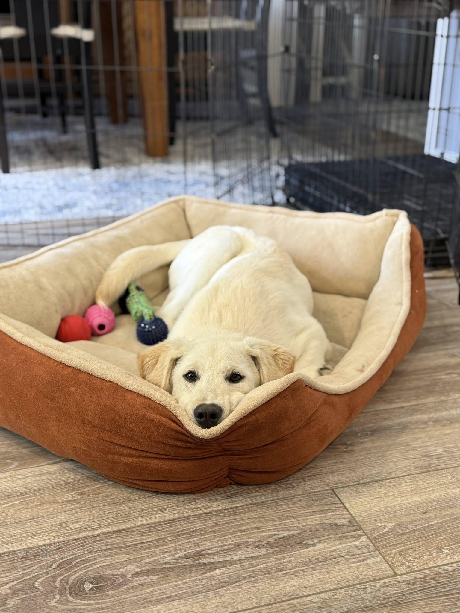 Enlarge Koda, an adopted mixed breed in Mechanicsburg, PA image 2/2