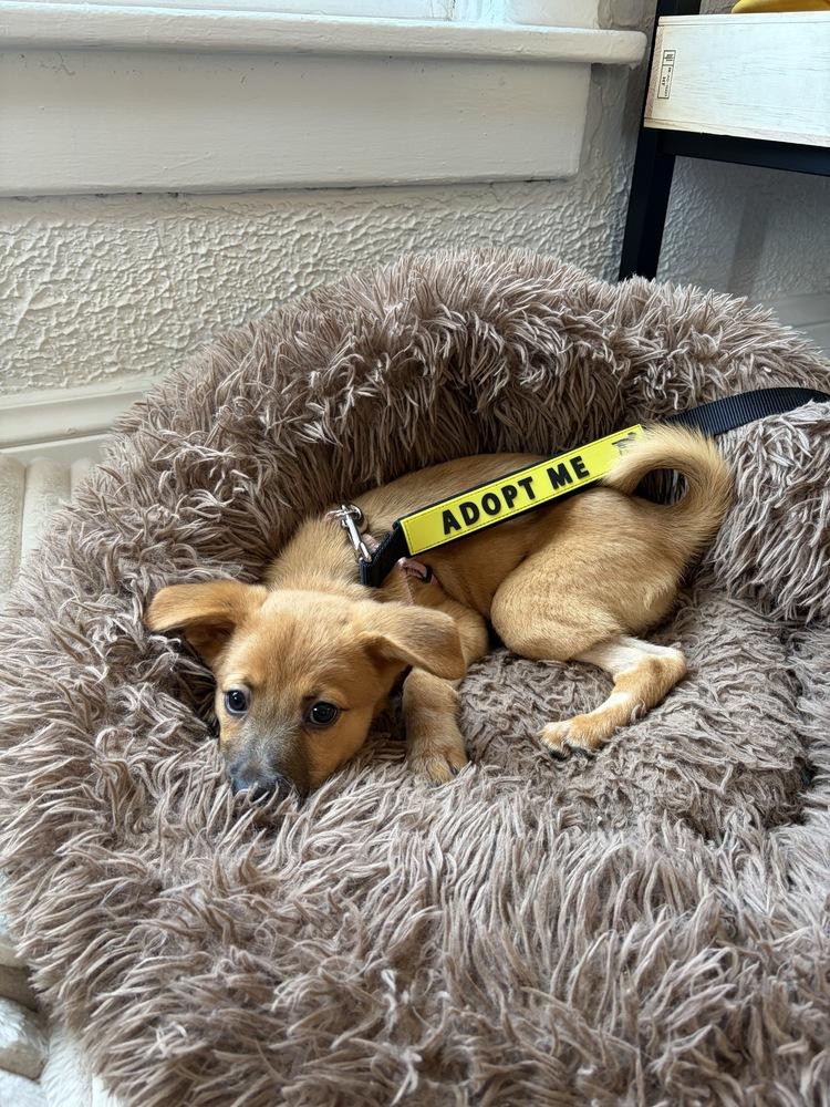 Alma, Adoptable, Puppy Female Cattle Dog & Shepherd.