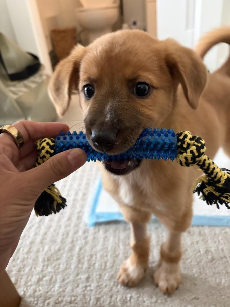Enlarge Alma, a Adoptable mixed breed in Denver, CO image 2/4