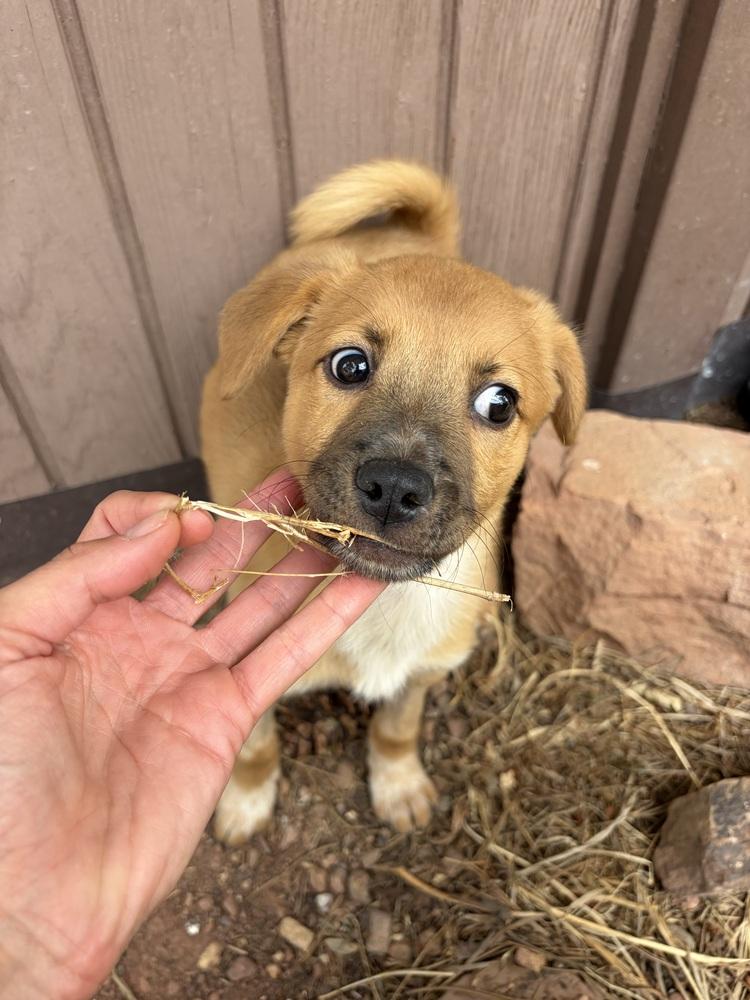 Enlarge Alma, a Adoptable mixed breed in Denver, CO image 3/4