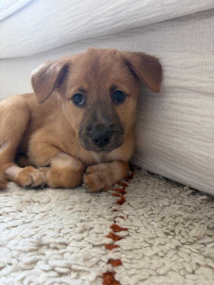 Enlarge Alma, a Adoptable mixed breed in Denver, CO image 4/4