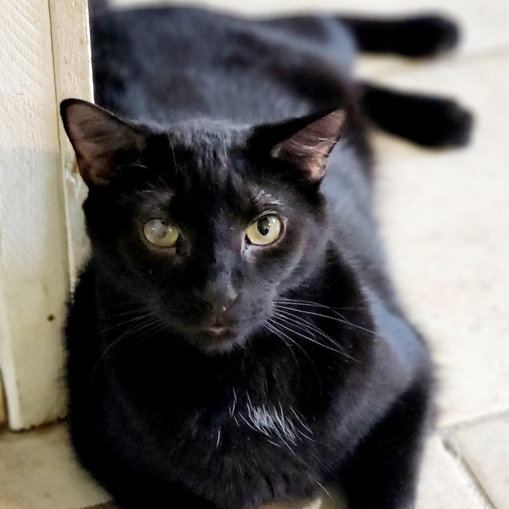 Enlarge Frodo, a Adoptable mixed breed in Lexington, SC image 1/5