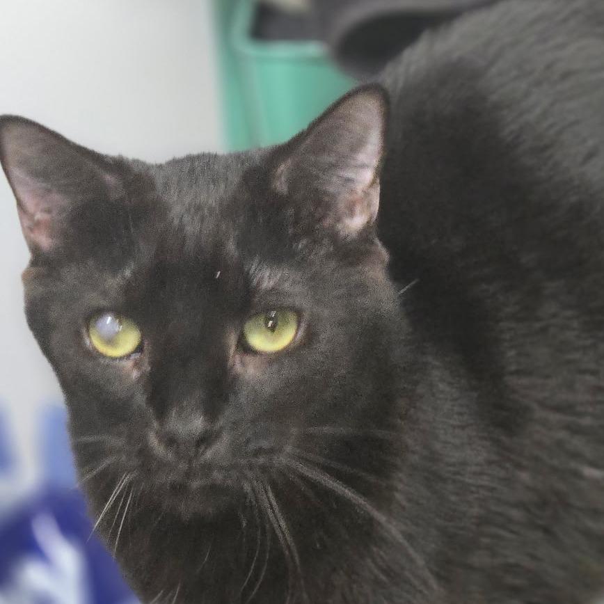 Enlarge Frodo, a Adoptable mixed breed in Lexington, SC image 2/5