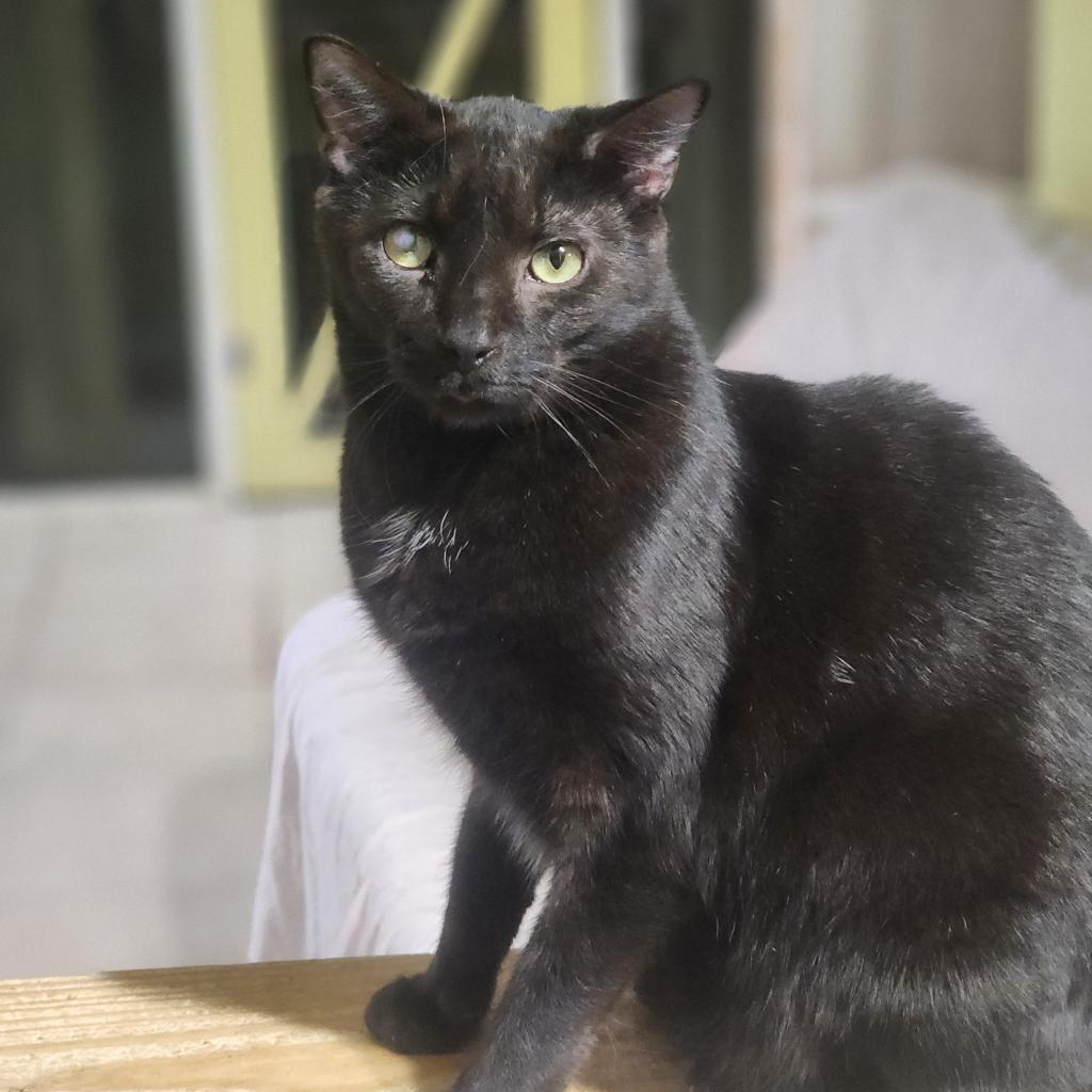 Enlarge Frodo, a Adoptable mixed breed in Lexington, SC image 3/5