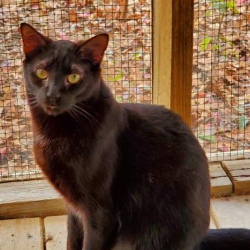 Enlarge Frodo, a Adoptable mixed breed in Lexington, SC image 4/5