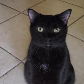 Enlarge Frodo, a Adoptable mixed breed in Lexington, SC image 5/5