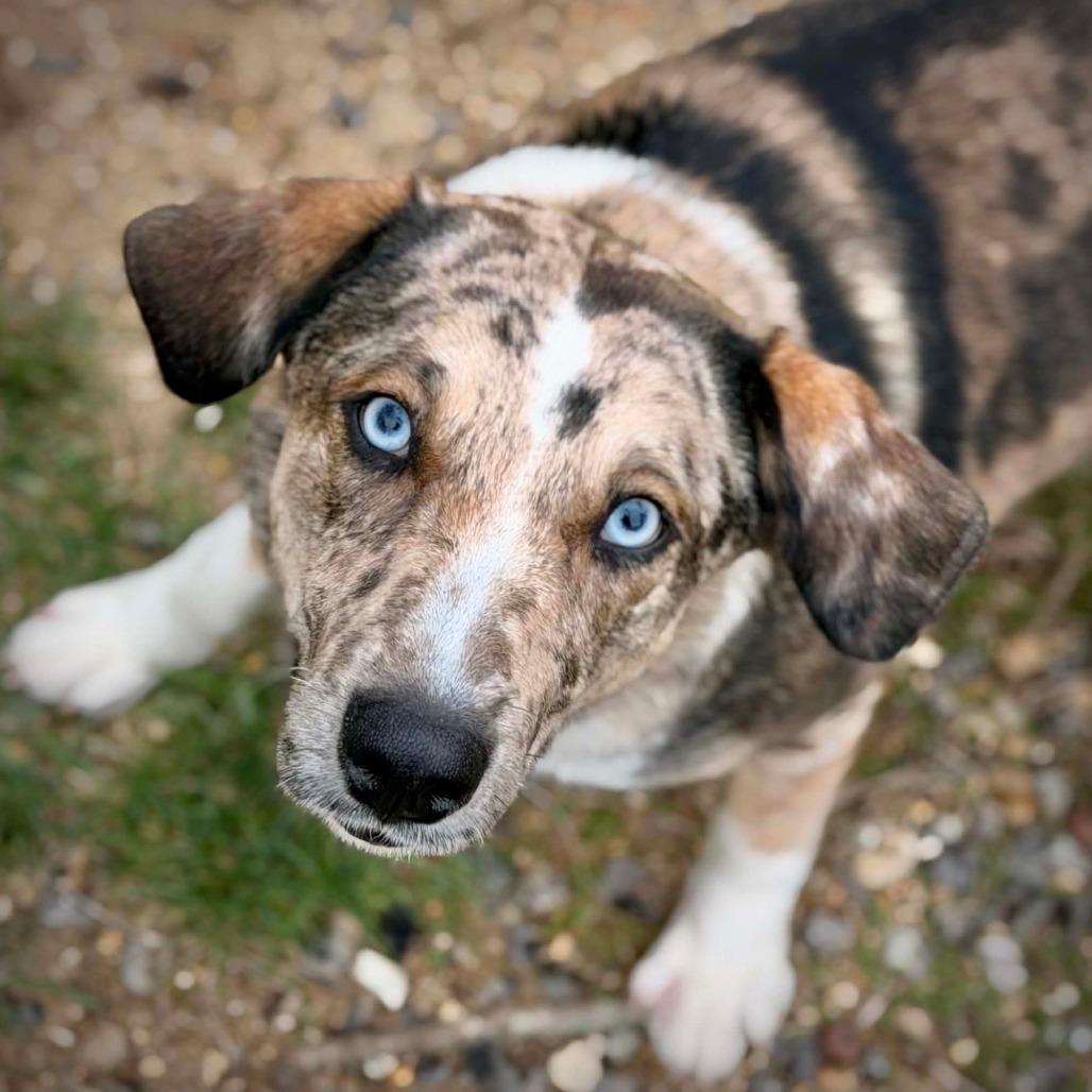 Enlarge CT Carrie, a Adoptable mixed breed in Eastford, CT image 1/4