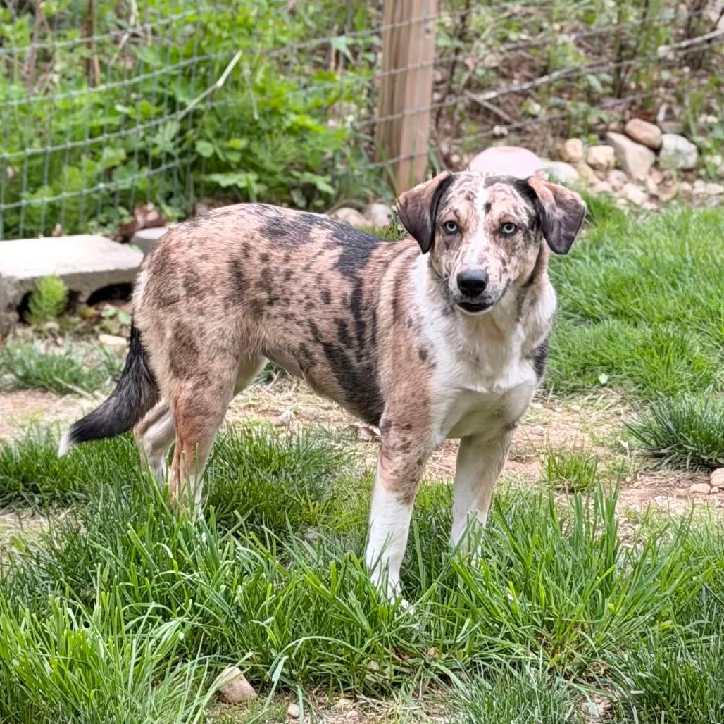 Enlarge CT Carrie, a Adoptable mixed breed in Eastford, CT image 3/4