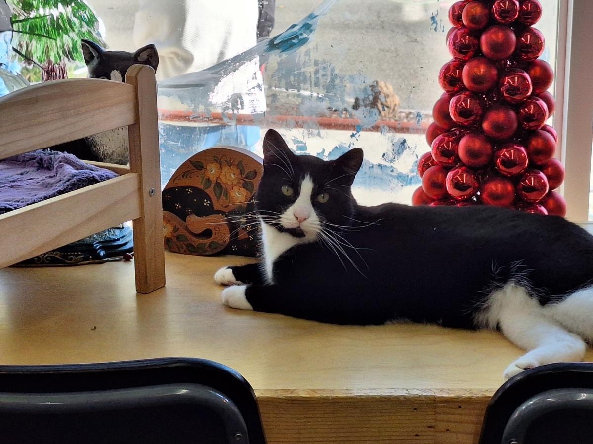 Butter Ball, Adoptable, Adult Male Domestic Short Hair.