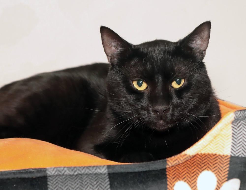 Enlarge Dunn, a Adoptable mixed breed in Vancouver, WA image 2/6
