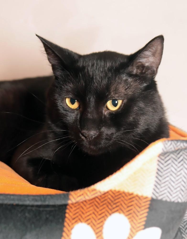 Enlarge Dunn, a Adoptable mixed breed in Vancouver, WA image 5/6