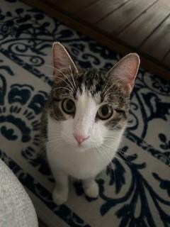 Enlarge SULLY, a Adoptable Domestic Short Hair in Saint Peters, MO image 1/1