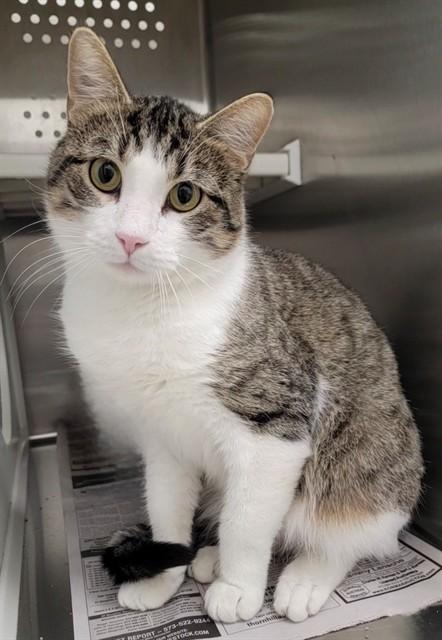 Enlarge SULLY, a Adoptable Domestic Short Hair in Saint Peters, MO image 1/1