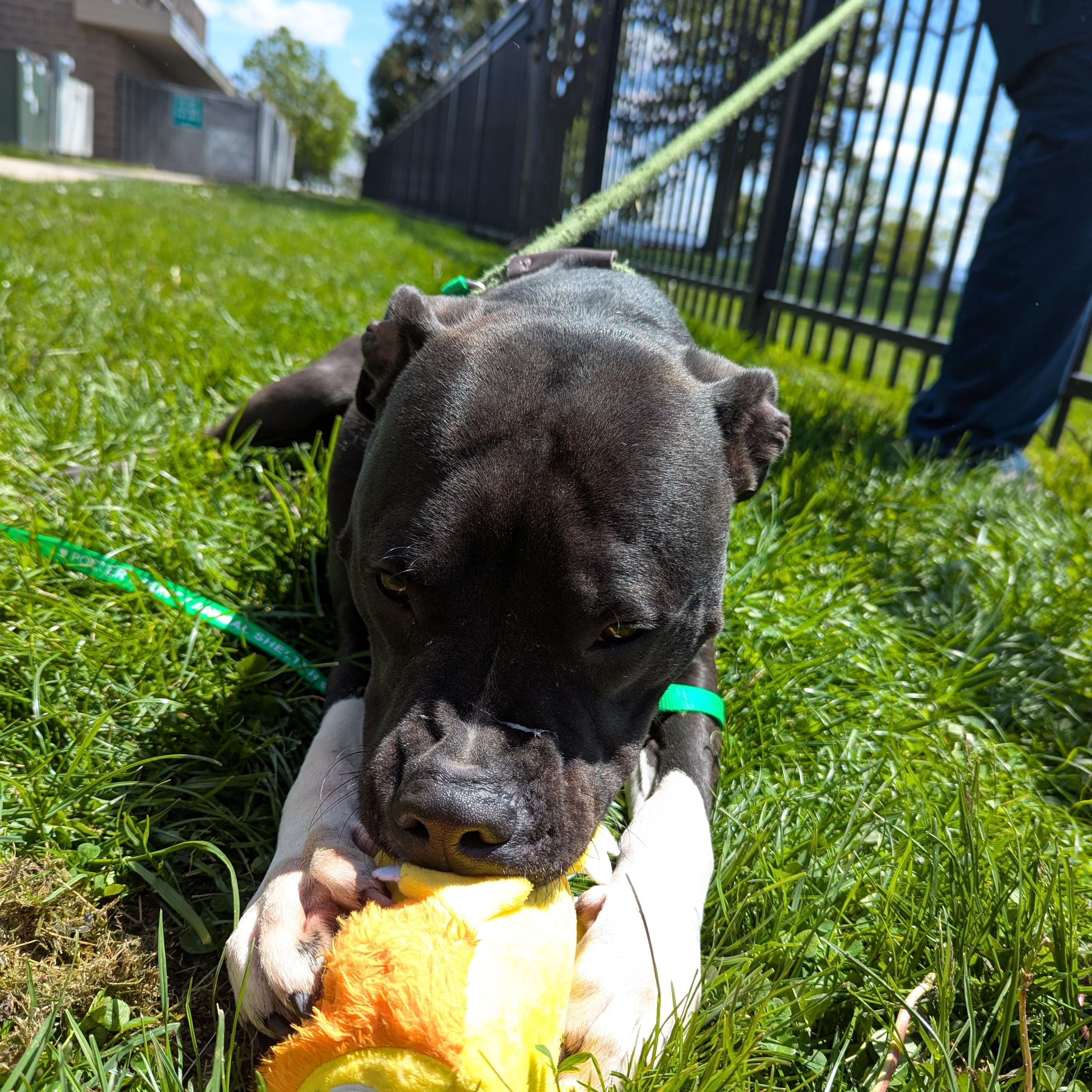Goose, an adoptable mixed breed in Valparaiso, IN image 3/5