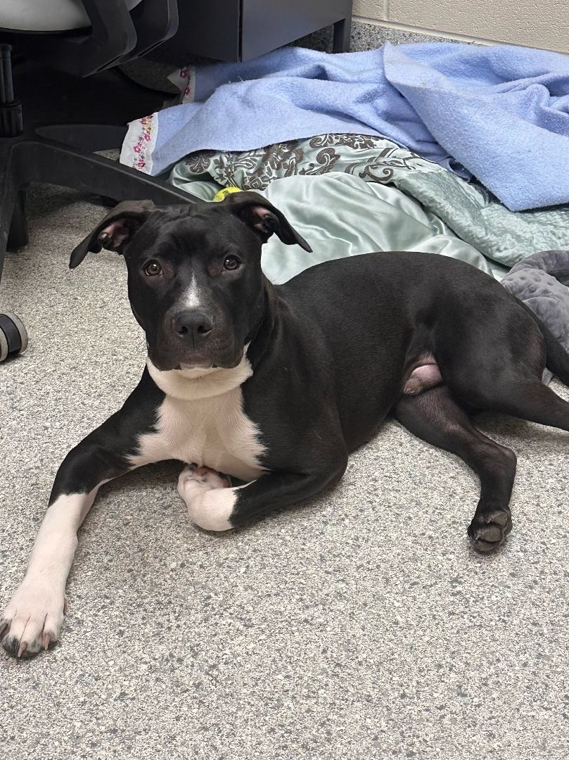 Goose, an adoptable mixed breed in Valparaiso, IN image 5/5