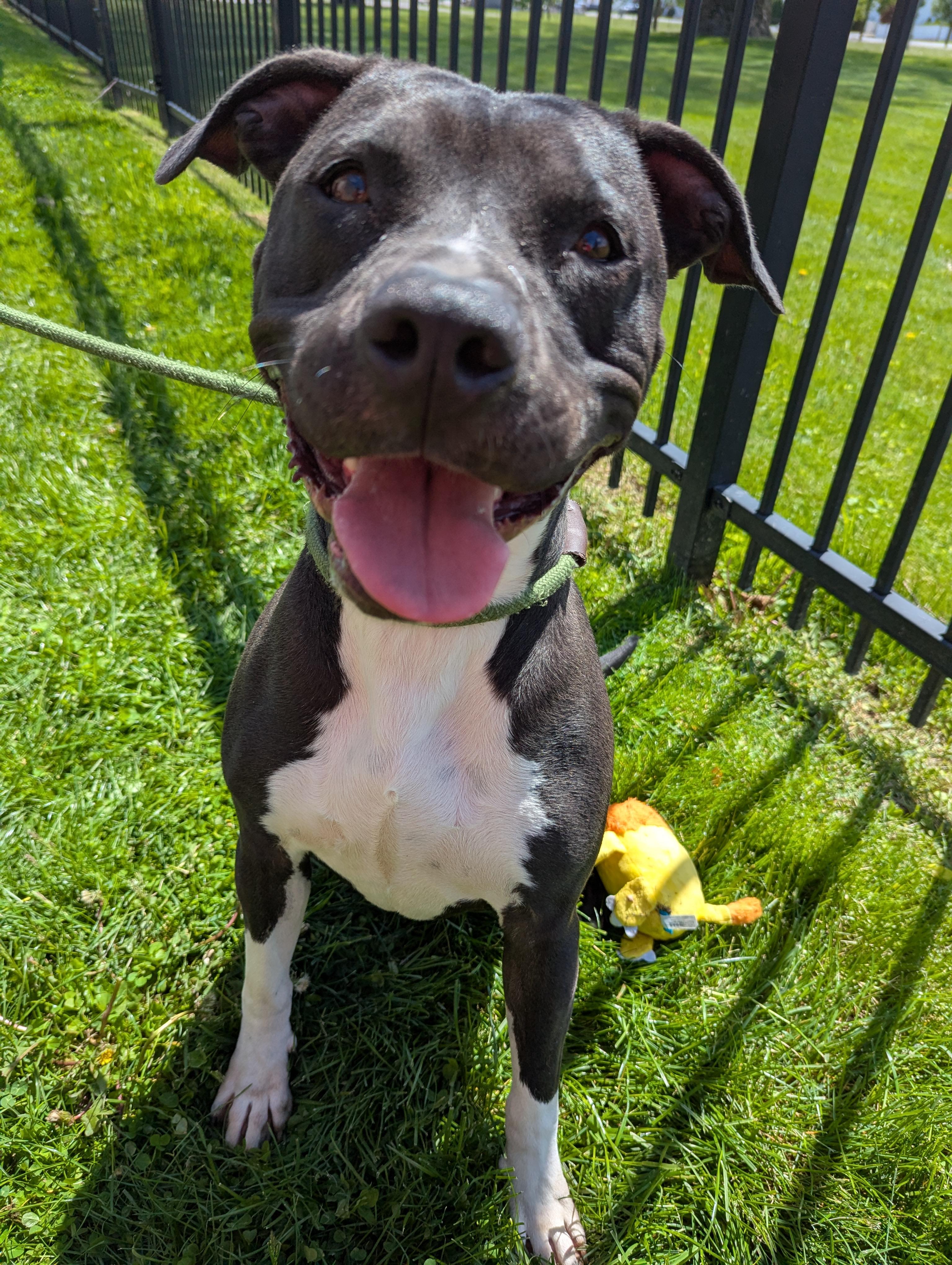 Goose, adoptable, Adult Male American Staffordshire Terrier.