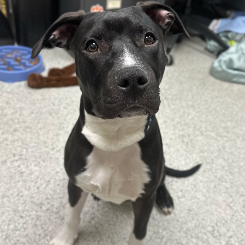 Goose, an adoptable mixed breed in Valparaiso, IN image 4/5