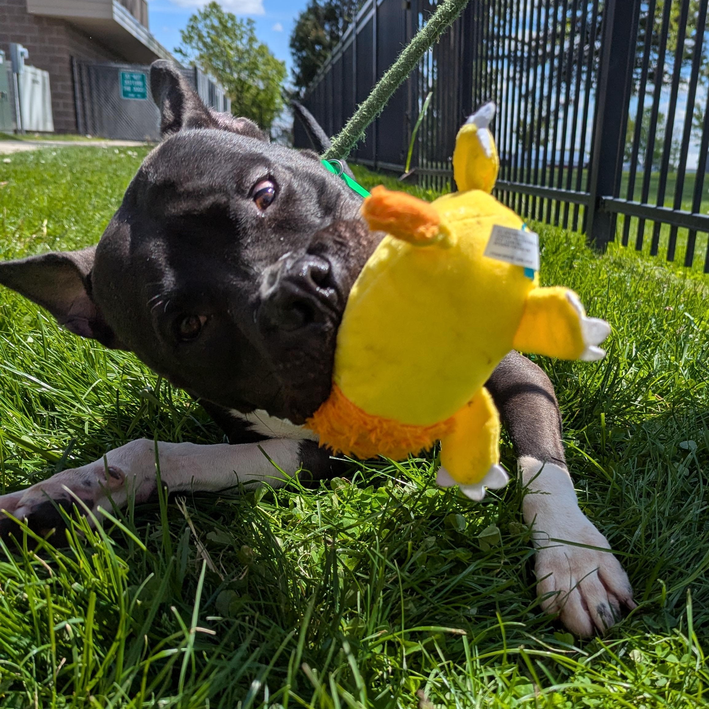 Goose, an adoptable mixed breed in Valparaiso, IN image 2/5