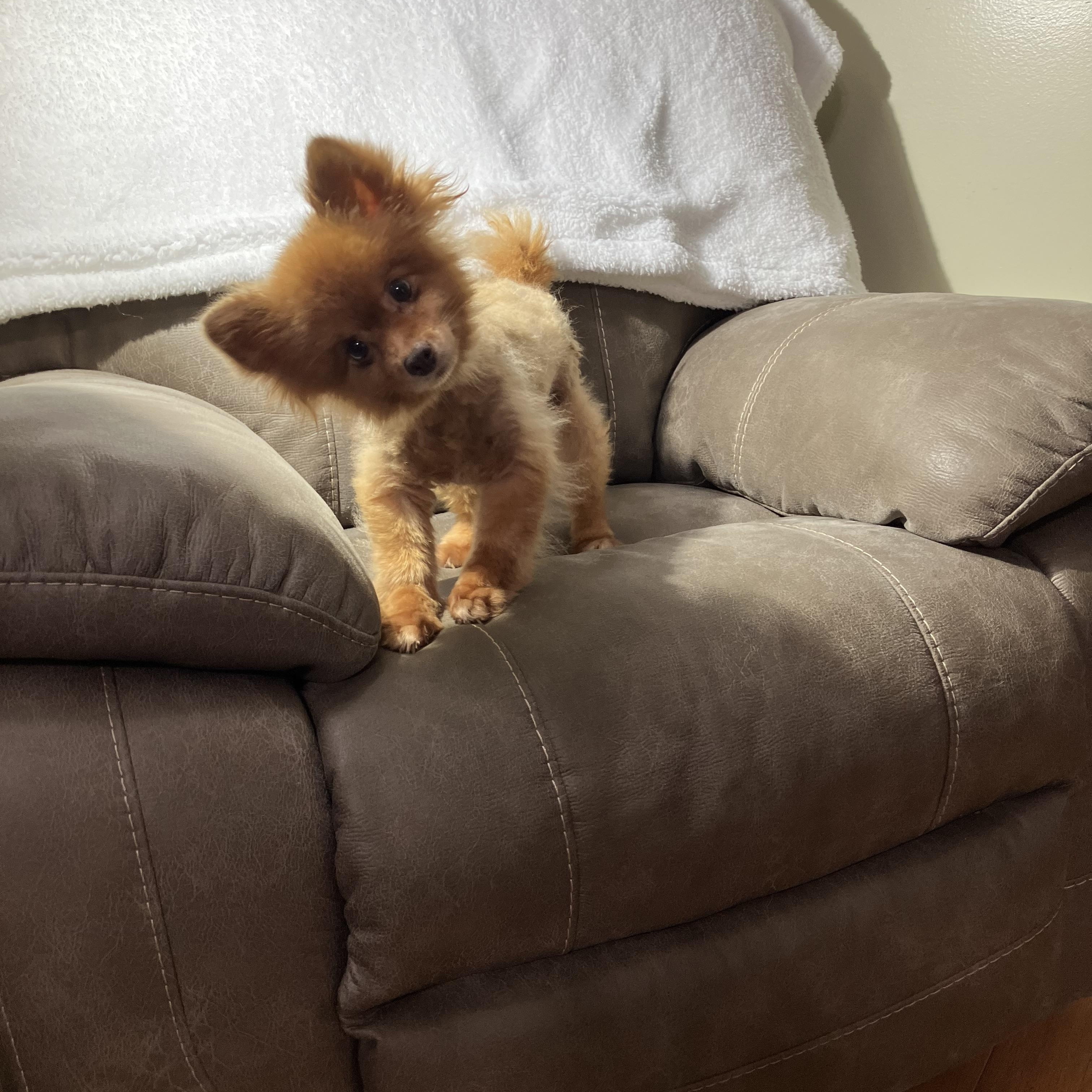 Mindy-rescue heart?, ADOPTABLE, Adult Female Pomeranian.