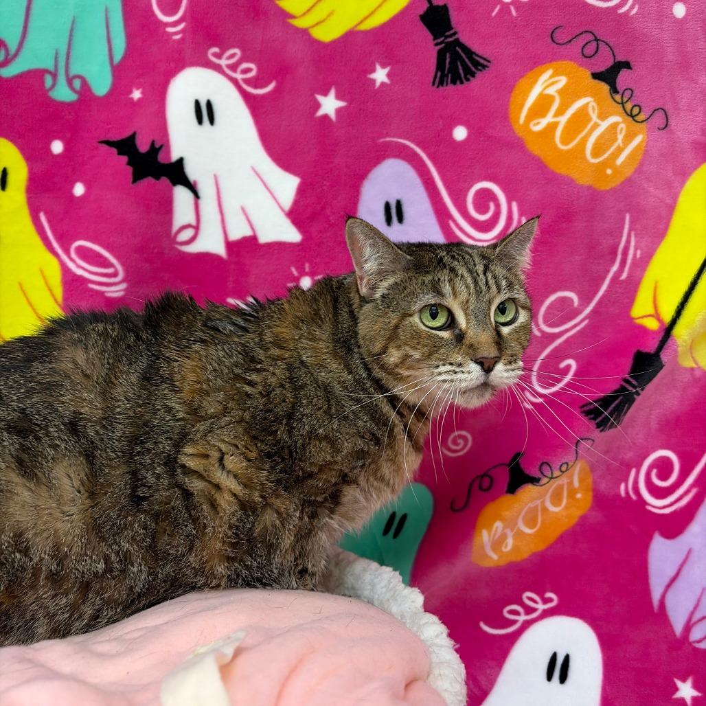 Jenny, Adoptable, Senior Female Domestic Short Hair.