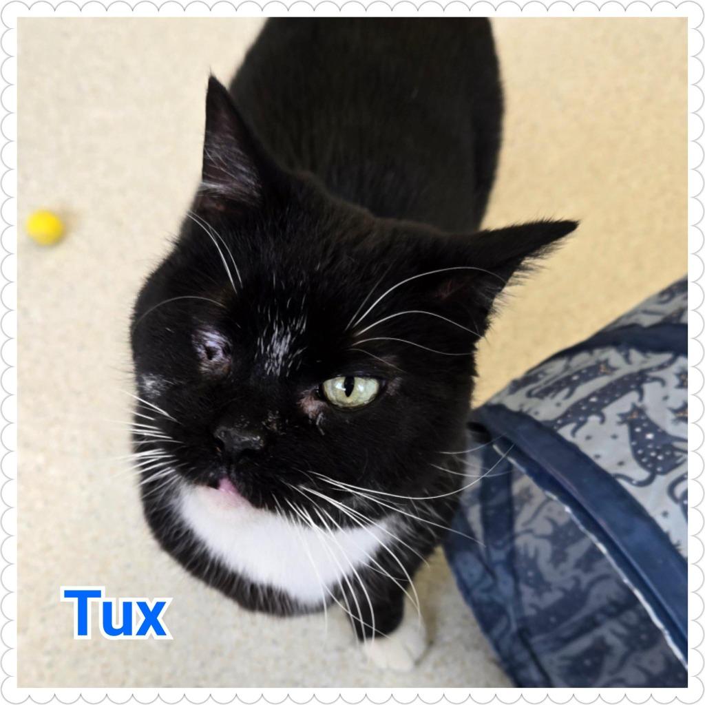Tux, Adoptable, Young Male Domestic Short Hair.