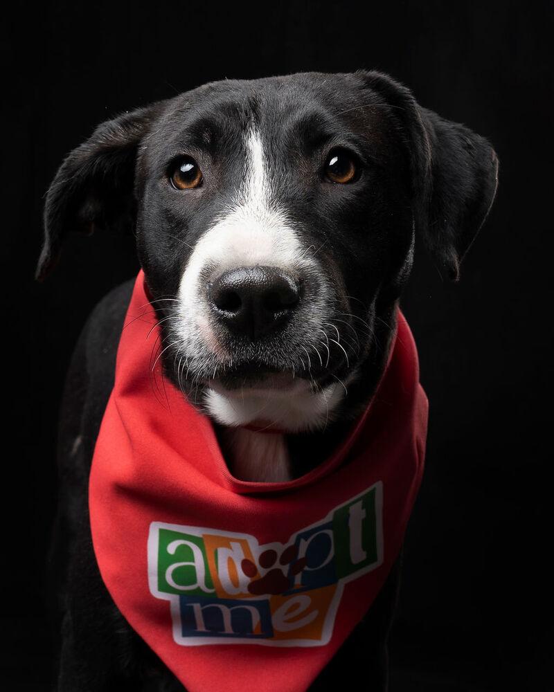 SNOOKI, Adoptable, Young Female Terrier & Labrador Retriever.