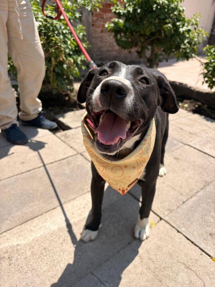 Enlarge SNOOKI, a Adoptable mixed breed in Langley, BC image 2/6