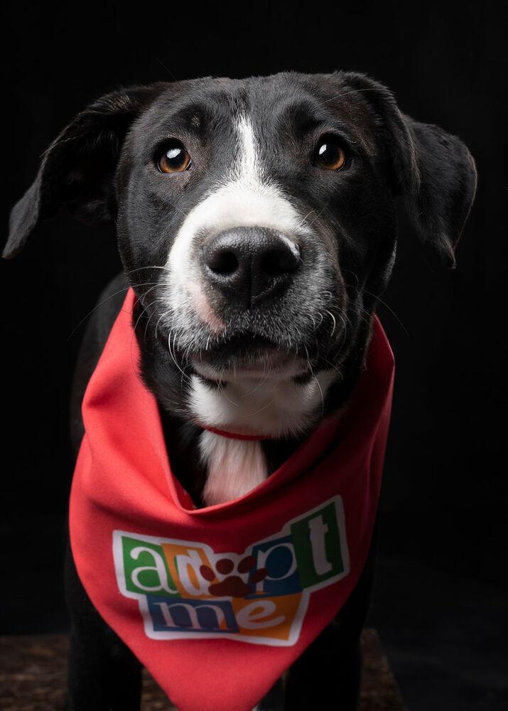 Enlarge SNOOKI, a Adoptable mixed breed in Langley, BC image 3/6