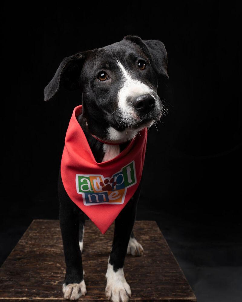 Enlarge SNOOKI, a Adoptable mixed breed in Langley, BC image 4/6