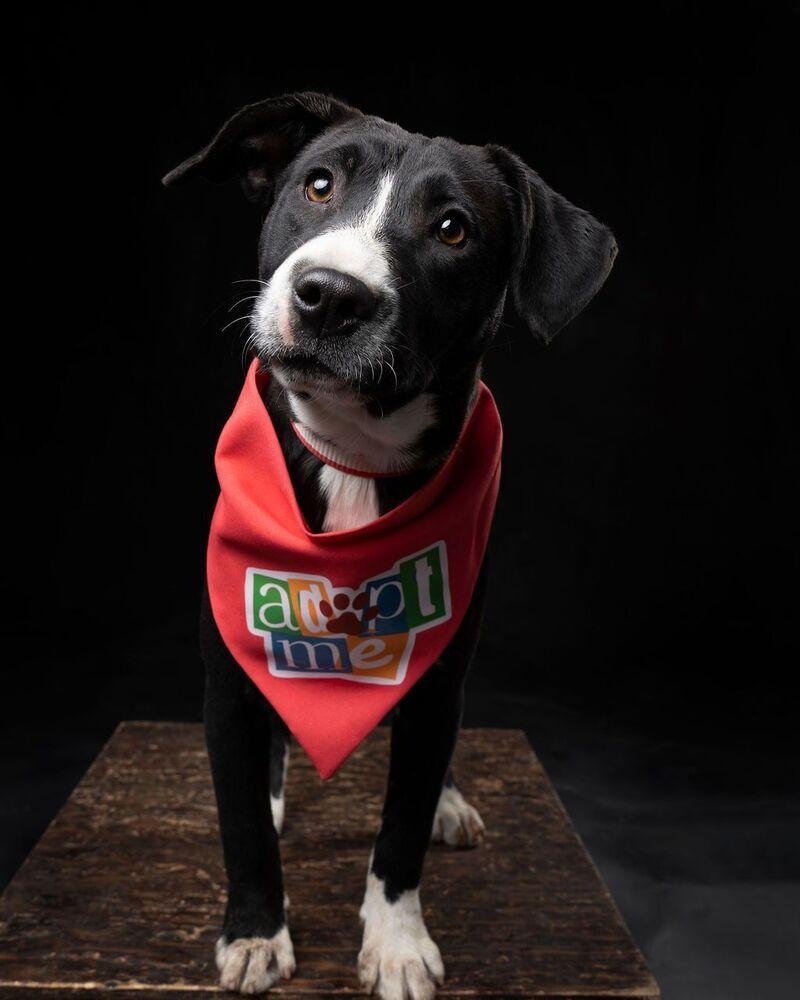 Enlarge SNOOKI, a Adoptable mixed breed in Langley, BC image 5/6