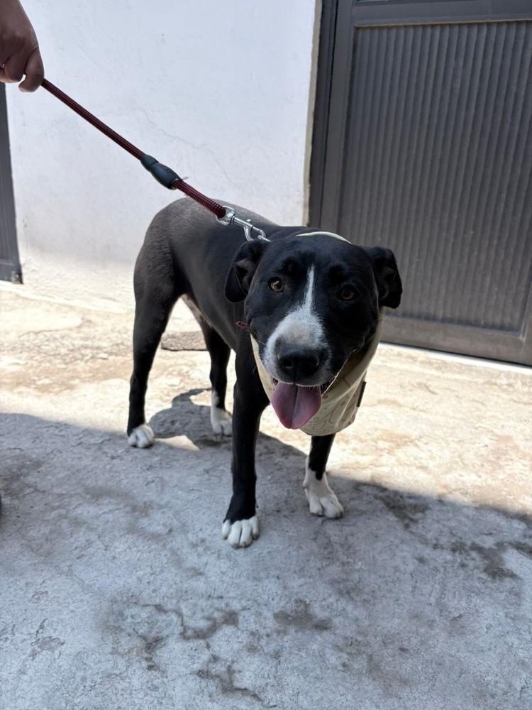 Enlarge SNOOKI, a Adoptable mixed breed in Langley, BC image 6/6