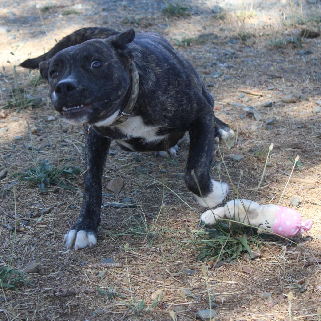 Stella, an adoptable Bull Terrier in Weaverville, CA, 96093 | Photo Image 3