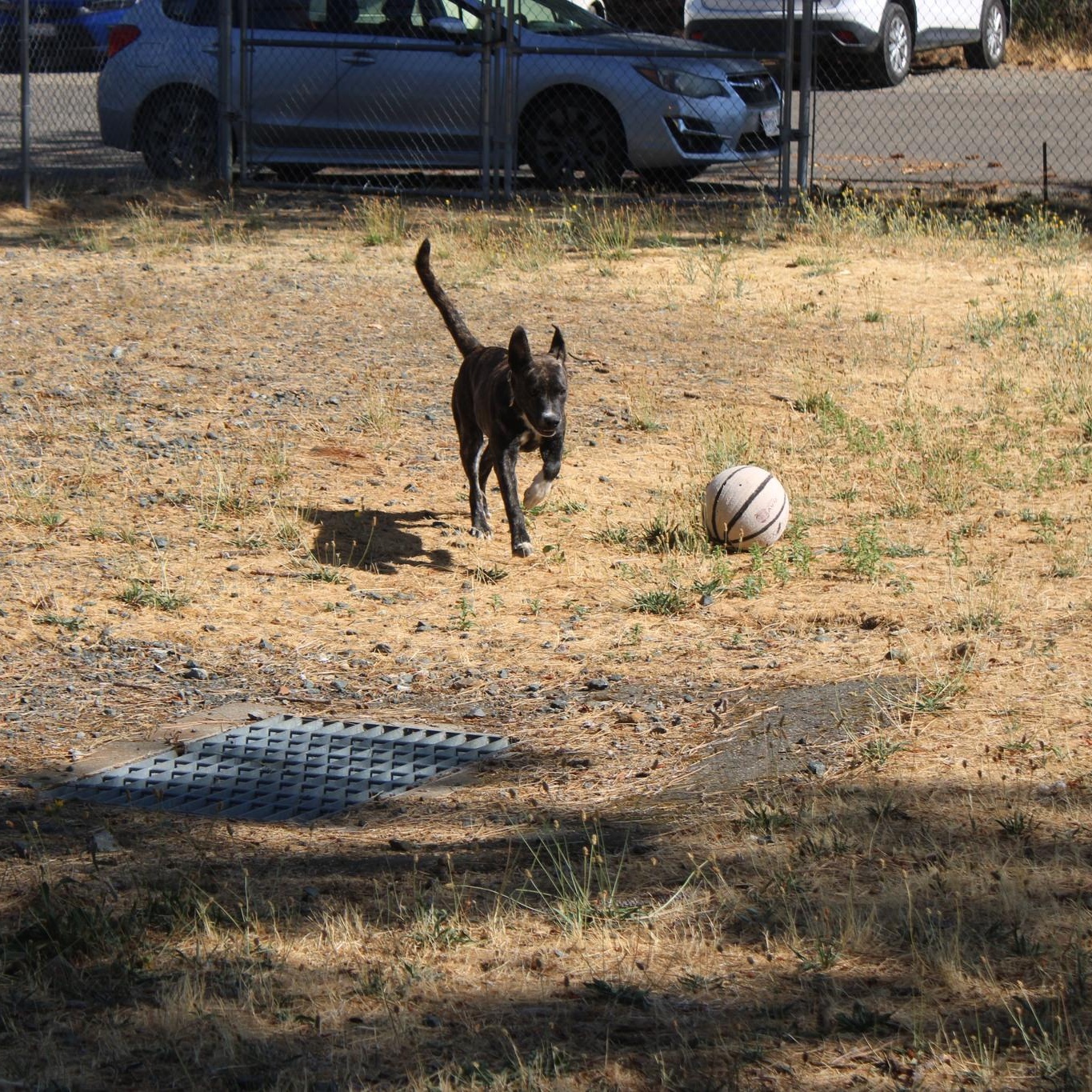 Enlarge Stella, a Adoptable mixed breed in Weaverville, CA image 5/6